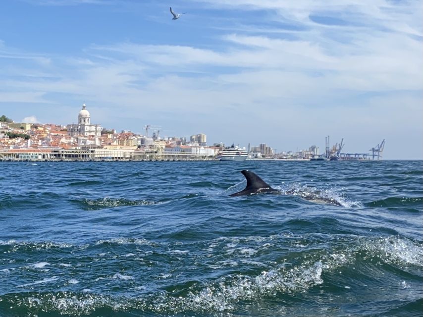 Lisbon: Dolphin Watching with Marine Biologist - Small Group - Value for money: is $61 worth it for 3 hours?