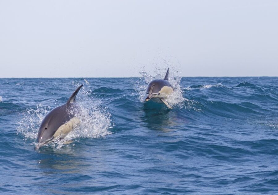 Lisbon: Dolphin Watching with Marine Biologist - A small RIB speedboat that gets you out fast (and what that means)