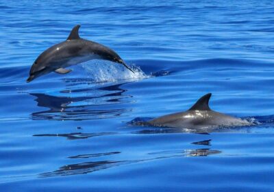 Lisbon: Tagus River Cruise to the Ocean & Dolphin Watching - The 2.5-hour cruise rhythm: what the timing really means