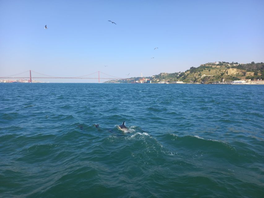 Lisbon: Tagus River Cruise to the Ocean & Dolphin Watching - Boat comfort, drinks, and what you should bring