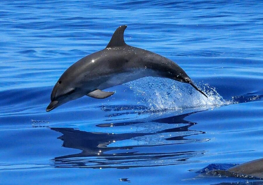 Lisbon: Tagus River Cruise to the Ocean & Dolphin Watching - Who should book this Lisbon dolphin cruise