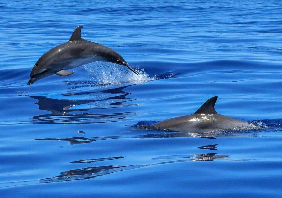 Lisbon: Tagus River Cruise to the Ocean & Dolphin Watching - The 2.5-hour cruise rhythm: what the timing really means