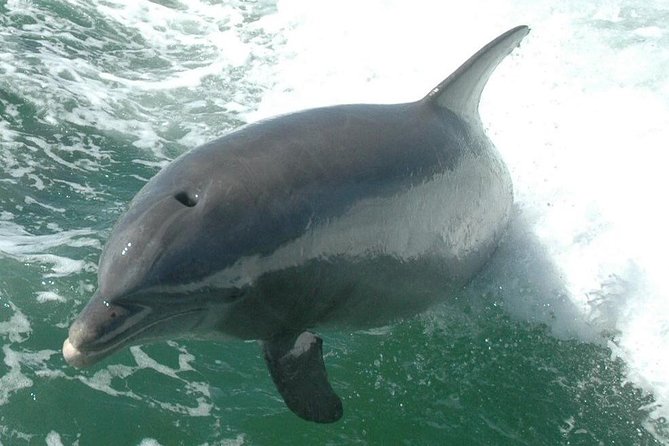 Little Toot Dolphin Adventure at Clearwater Beach - Price and value: what $37 buys you, and when it’s a smart pick