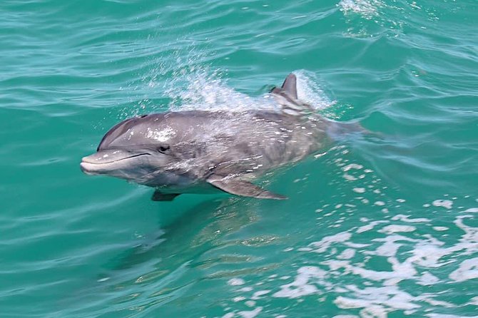 Little Toot Dolphin Adventure at Clearwater Beach - Boarding and the first 15 minutes: arriving early is part of the game