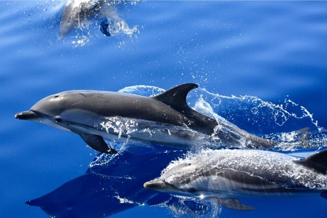 Lobos Island - The dolphin route - Biosfera Jet and the coastline views: why the ride is part of the experience