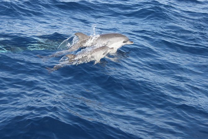 Lobos Island - The dolphin route - Timing and routing: a tight five-hour nature hit