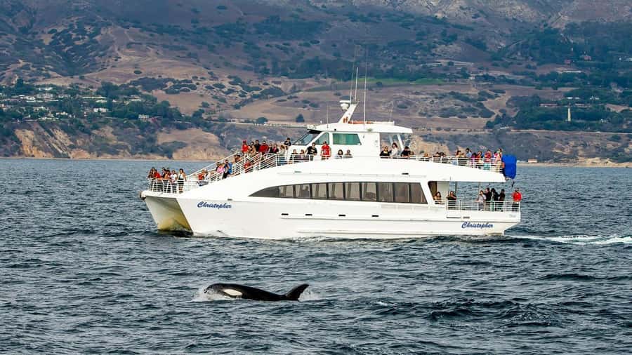 Long Beach: Whale and Dolphin Watching Cruise - Key highlights before you go