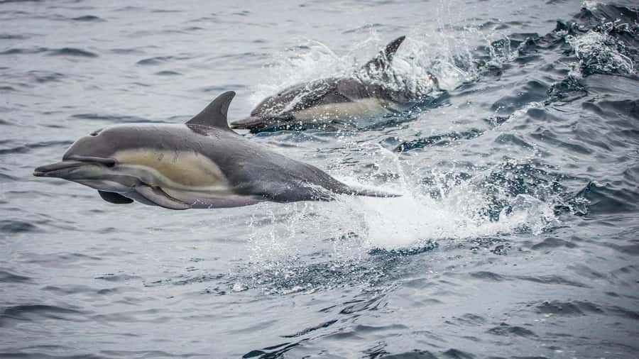 Long Beach: Whale and Dolphin Watching Cruise - Why this Long Beach cruise feels tuned for wildlife viewing