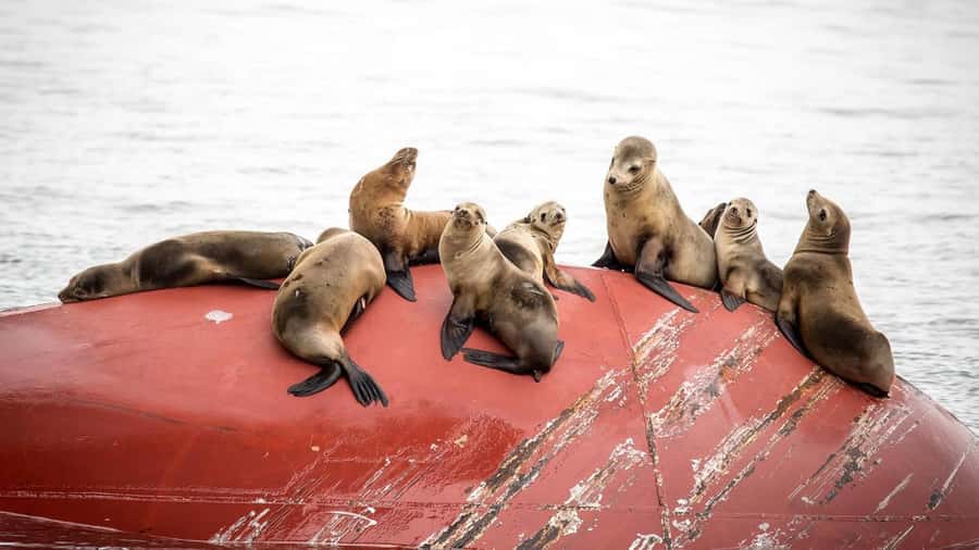Long Beach: Whale and Dolphin Watching Cruise - The 150-minute flow: where the boat goes and what you’ll see