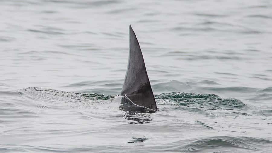 Long Beach: Whale and Dolphin Watching Cruise - Weather and comfort: your clothing plan for a cold harbor