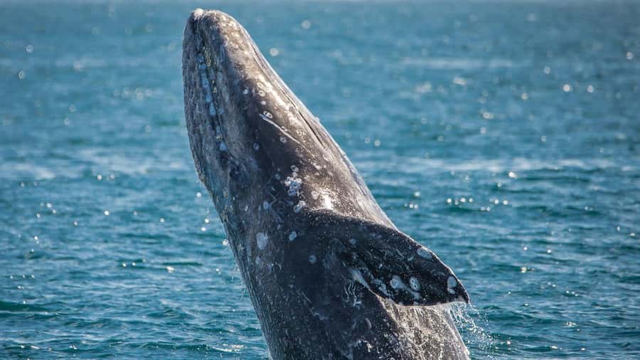 Long Beach: Whale and Dolphin Watching Cruise - Price and value: is $45 a fair deal?