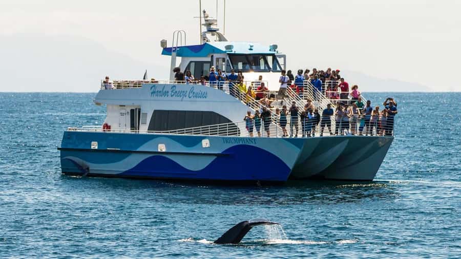 Long Beach: Whale and Dolphin Watching Cruise - The boat setup: comfort that helps you stay focused