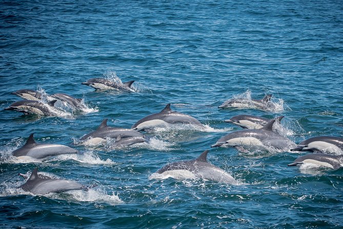 Los Angeles Whale and Dolphin Watching Cruise from West Harbor - Key takeaways before you go