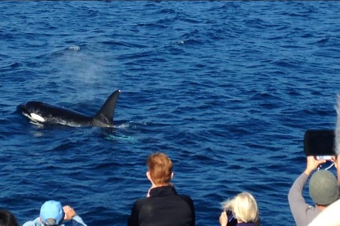 Los Angeles Whale and Dolphin Watching Cruise from West Harbor - The route, stop by stop: port views, fish market energy, and skyline angles