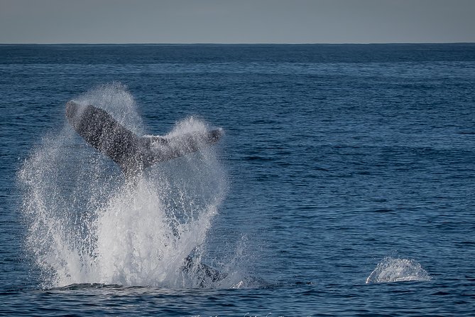 Los Angeles Whale and Dolphin Watching Cruise from West Harbor - The wildlife part: whales, dolphins, and how to think about sightings