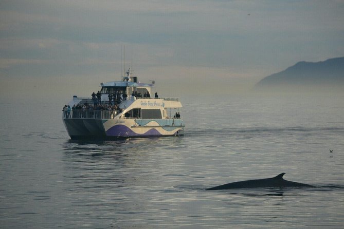 Los Angeles Whale and Dolphin Watching Cruise from West Harbor - When it feels rough: motion-sickness and comfort tips that actually help