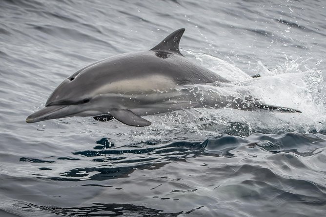 Los Angeles Whale and Dolphin Watching Cruise from West Harbor - Price and value: is $45 worth it?
