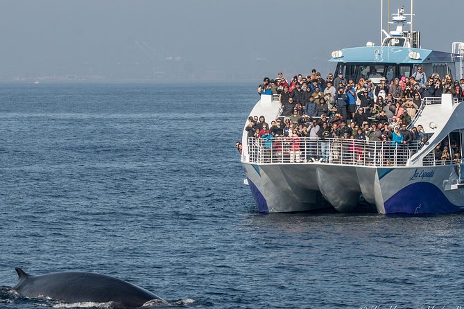 Los Angeles Whale and Dolphin Watching Cruise from West Harbor - Why the catamaran matters: stability, comfort, and quiet engines