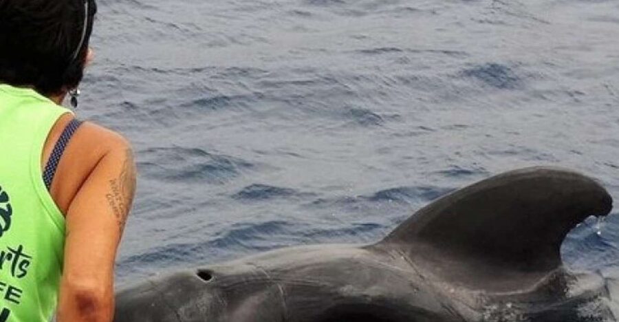 Los Cristianos Respectful No-Chase Whale and Dolphin Safari - FAQ