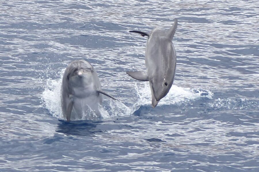 Los Cristianos Respectful No-Chase Whale and Dolphin Safari - No-chase whale watching in Los Cristianos: what the rules mean in practice
