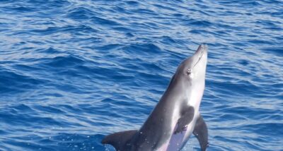 Los Cristianos Respectful No-Chase Whale and Dolphin Safari - The Bahriyeli setup: inside salon comfort plus legal whale-watching reach