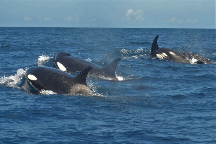 Los Cristianos Respectful No-Chase Whale and Dolphin Safari - What you might see: pilot whales, dolphins, turtles, and even a surprise shark