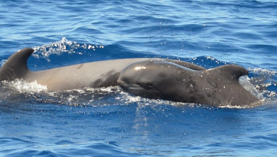 Los Cristianos Respectful No-Chase Whale and Dolphin Safari - Price and value: why $29 can still feel like good value