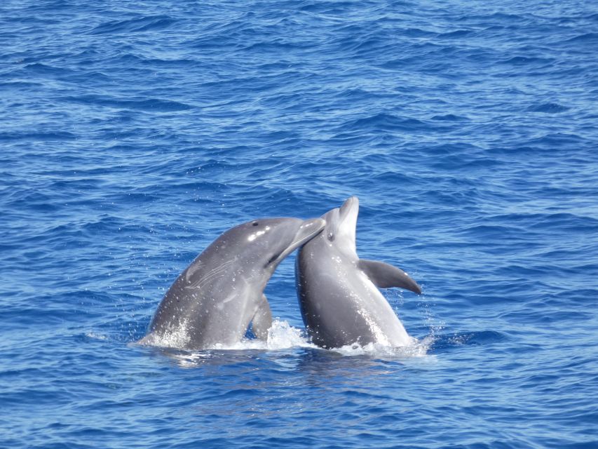 Los Cristianos Respectful No-Chase Whale and Dolphin Safari - Practical tips that make a big difference (especially on a choppy day)