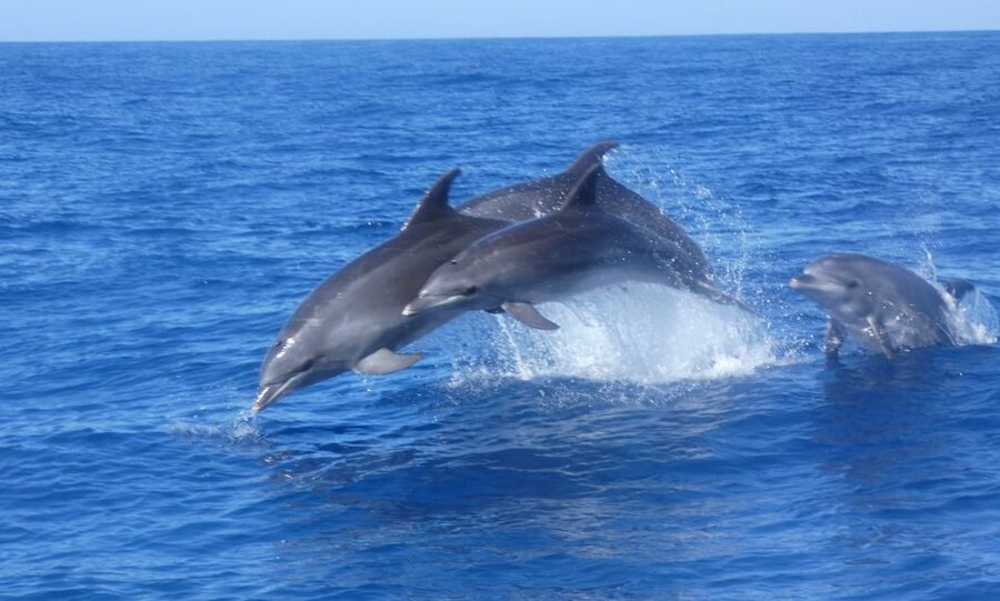 Los Cristianos Respectful No-Chase Whale and Dolphin Safari - Who this tour suits best (and who should skip it)