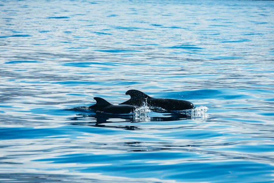Los Cristianos Respectful No-Chase Whale and Dolphin Safari - Should you book this Los Cristianos no-chase safari?