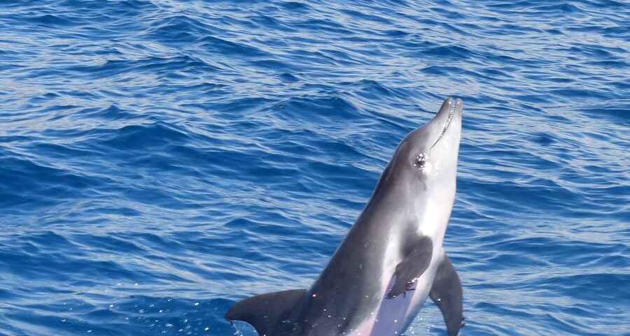 Los Cristianos Respectful No-Chase Whale and Dolphin Safari - The Bahriyeli setup: inside salon comfort plus legal whale-watching reach