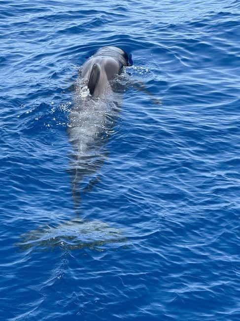 Los Cristianos: Viking Cruise Whales & Dolphins Watching - Key Highlights I’d Plan Around