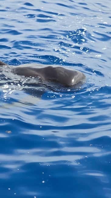 Los Cristianos: Viking Cruise Whales & Dolphins Watching - Ragnarok in Los Cristianos: the Viking start that sets the tone