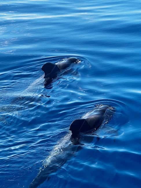 Los Cristianos: Viking Cruise Whales & Dolphins Watching - The Viking touches: music, props, and a bar for when you need a break