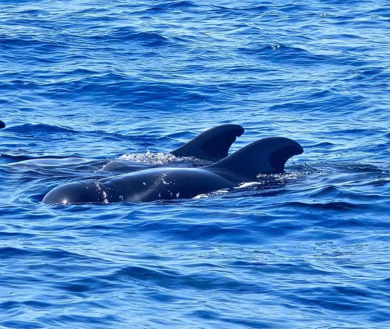 Los Cristianos: Viking Cruise Whales & Dolphins Watching - A quick checklist before you go looking for whales