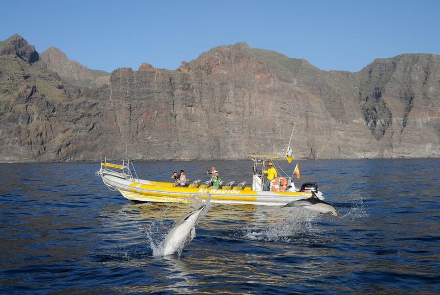 Los Gigantes: Dolphin and Whale Watching Cruise by Speedboat - Key highlights to look for on this Los Gigantes speedboat