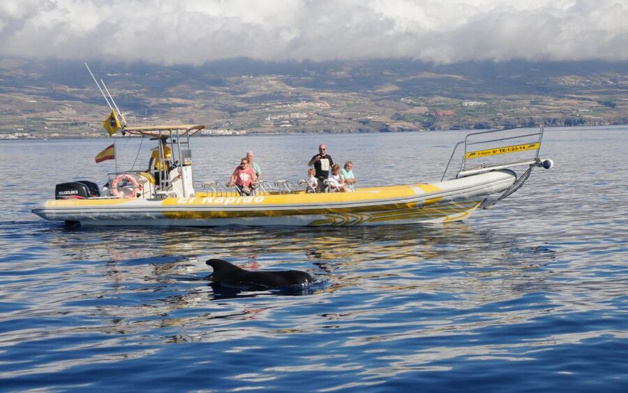 Los Gigantes: Dolphin and Whale Watching Cruise by Speedboat - Getting to the water: Los Gigantes port and that 2-hour rhythm