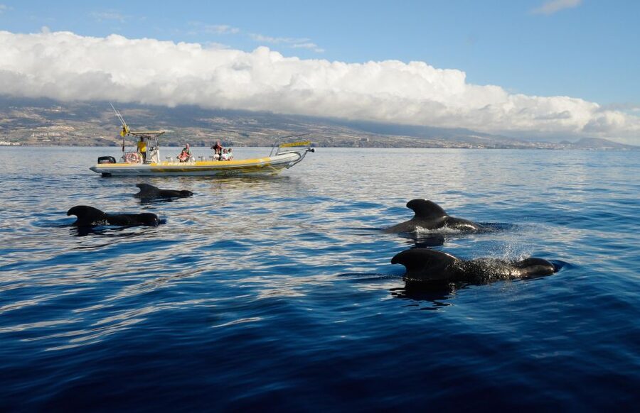 Los Gigantes: Dolphin and Whale Watching Cruise by Speedboat - What you’re really chasing: whales, dolphins, and respect at close range