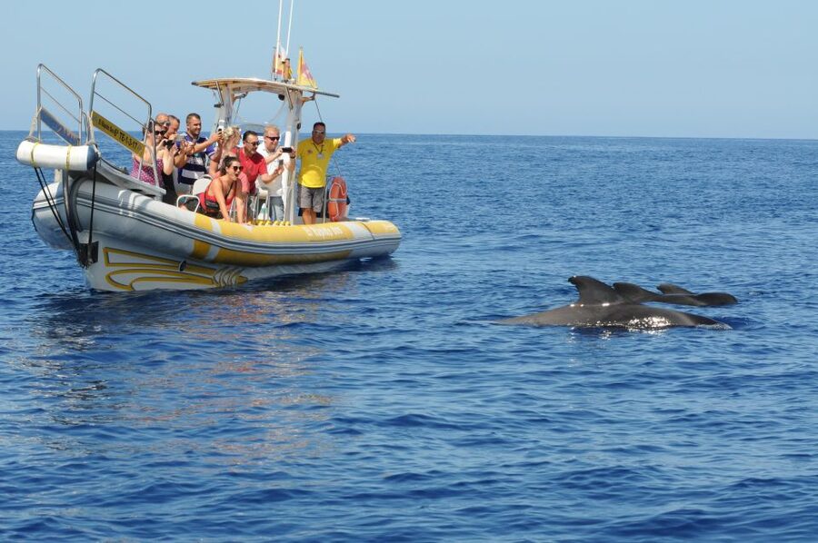 Los Gigantes: Dolphin and Whale Watching Cruise by Speedboat - Price and value: $33 for speed, time, and close encounters