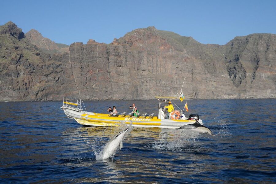 Los Gigantes: Dolphin and Whale Watching Cruise by Speedboat - Who this tour suits best (and who should skip it)