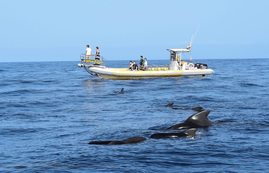 Los Gigantes: Dolphin and Whale Watching Cruise by Speedboat - Speedboat comfort: what the RIB does (and what it can’t control)