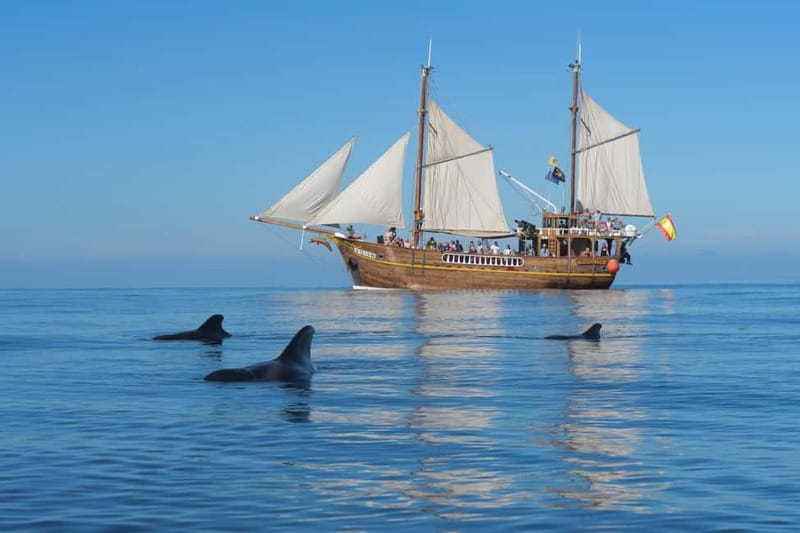 Los Gigantes: Dolphin and Whale Watching Tour with Drinks - Masca and Los Gigantes Cliffs: The View Portion That’s Worth It