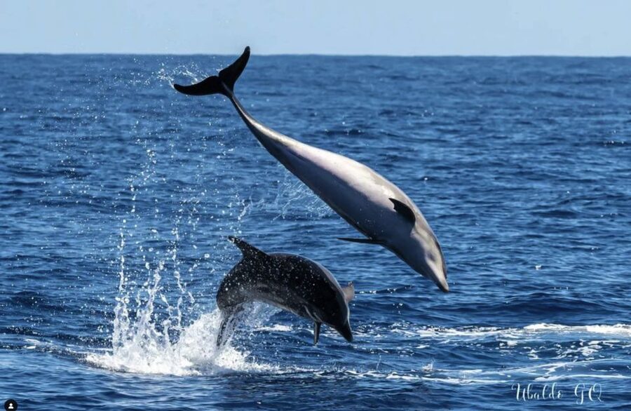 Los Gigantes: Dolphin and Whale Watching Tour with Drinks - Price and Value: Is $38 a Good Deal?