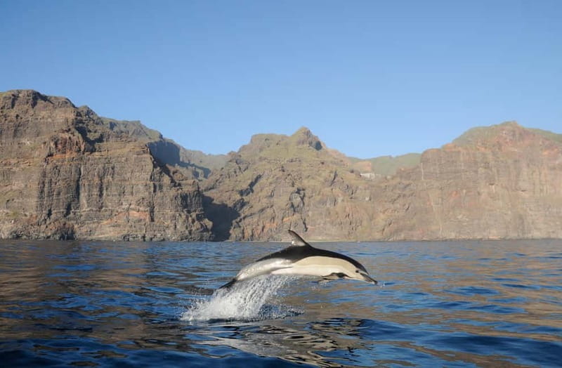 Los Gigantes: Dolphin and Whale Watching Tour with Drinks - Wildlife Watching Without the Pressure