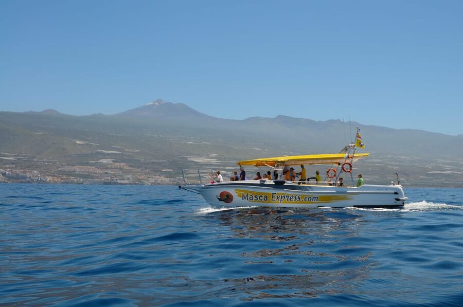 Los Gigantes: Dolphin & Whale Watching Cruise with Swim Stop - Key things to know before you go