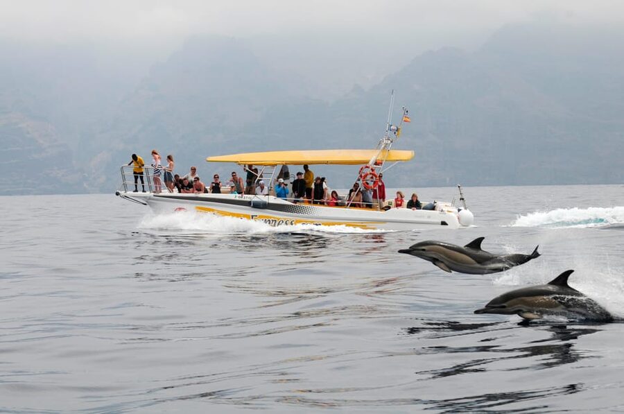 Los Gigantes: Dolphin & Whale Watching Cruise with Swim Stop - Los Gigantes to the Teno-Rasca Sanctuary: why this trip is worth $33