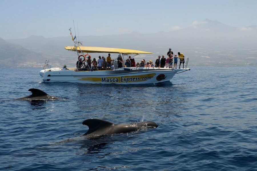 Los Gigantes: Dolphin & Whale Watching Cruise with Swim Stop - Swim stop in Juan López or Masca: how the water break really works