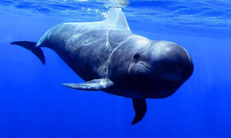 Los Gigantes: Dolphin & Whale Watching Tour on a Pirate Boat - How the dolphin and whale watching part works in real life