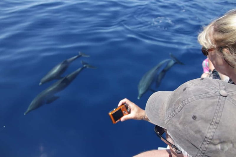 Los Gigantes: Whale or dolphin watching and swimming tour in Masca - Two hours on the water: Los Gigantes to Masca Bay, in plain steps