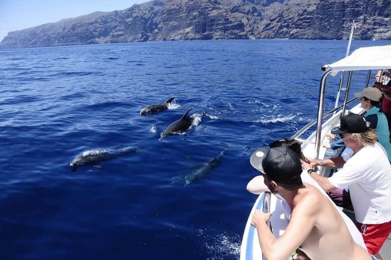 Los Gigantes: Whale or dolphin watching and swimming tour in Masca - The Masca Bay swim under the cliffs: timing, water feel, and gear